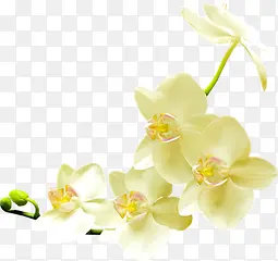 ����png�ز�-������