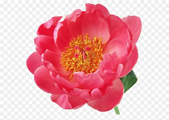 ��ɫ���¼���������Ӱ-������