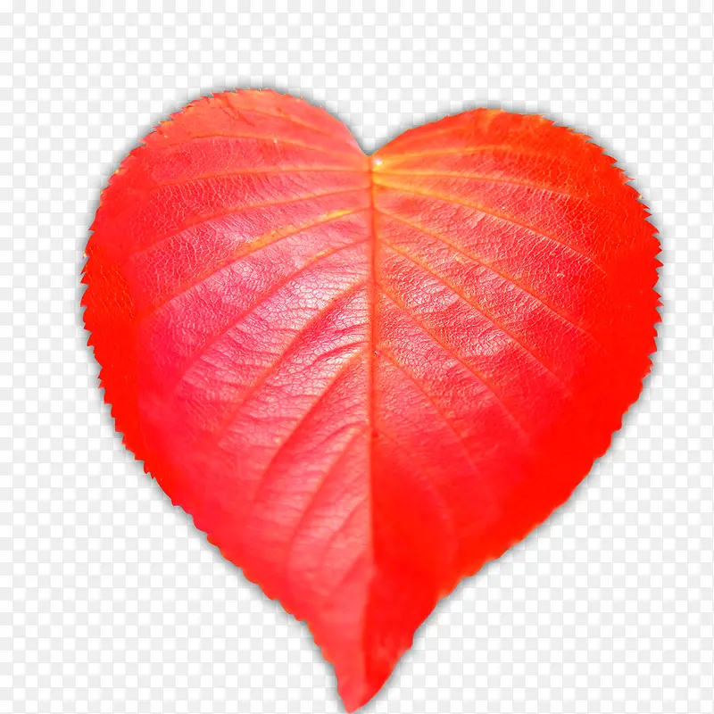 ��ɫ������Ҷ����-������