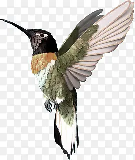 �����ɫ��ëС��-������