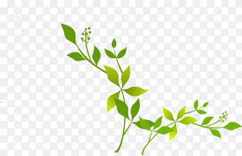 ��Ȼ��ɫ��֦������ͨ-������