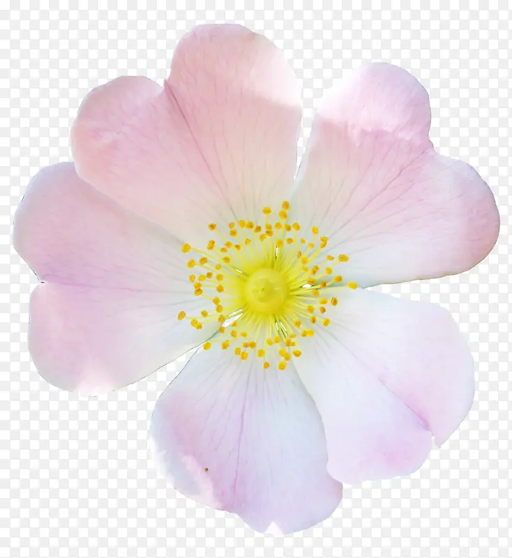 ֲ�ﻨ���زĻ���ps�ز�-������