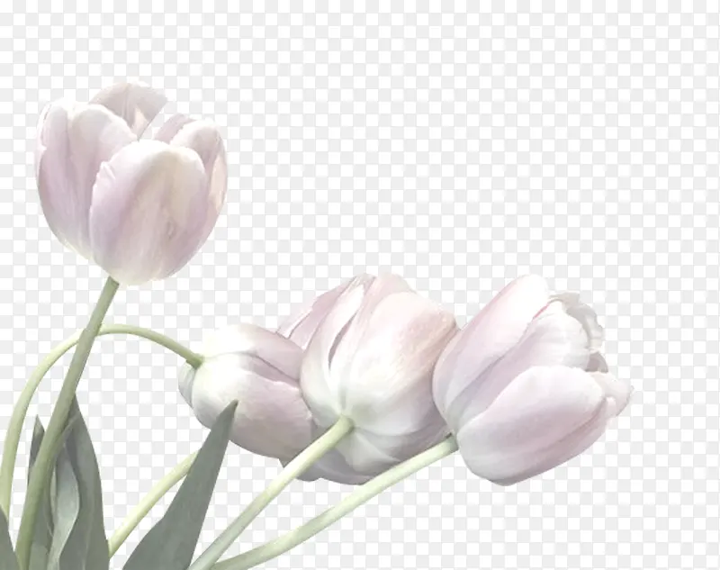 ����ʸ��ͼ�ز�ֲ�ﻨ���ز�-������