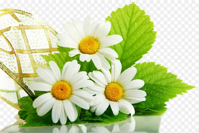 ֲ�ﻨ���زĻ���ʸ��ͼ�ز�-������