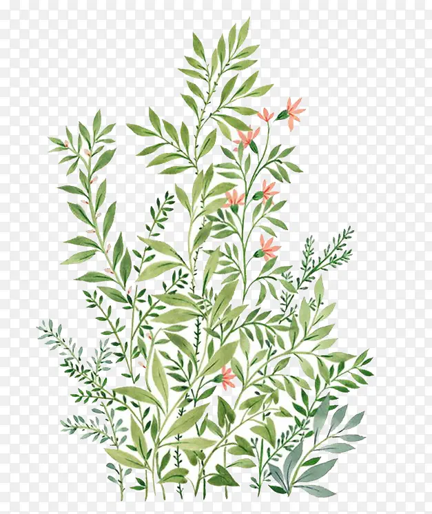 ˮ��ֲ��-������