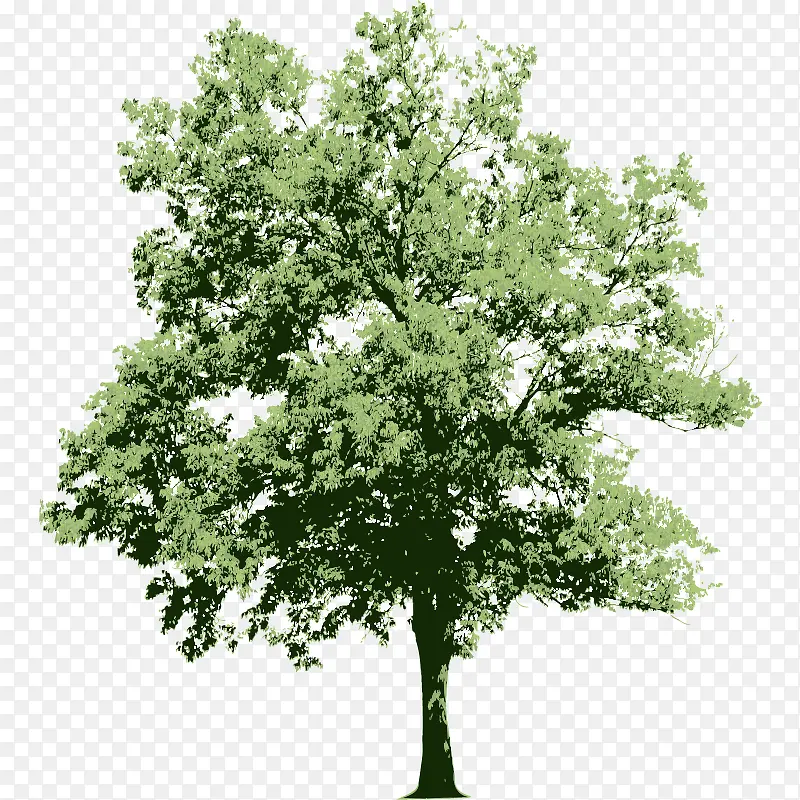 �� ��ľ ľ ֲ��-������