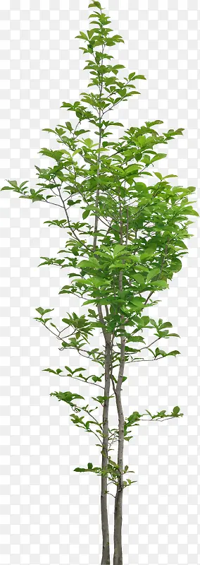 Ư����ɫ����-������