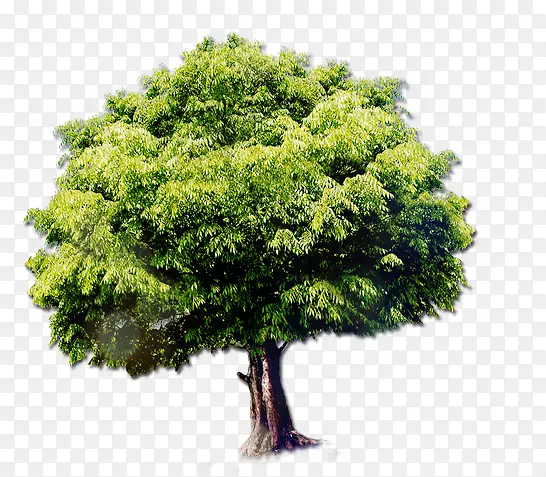 ��ɫ����-������