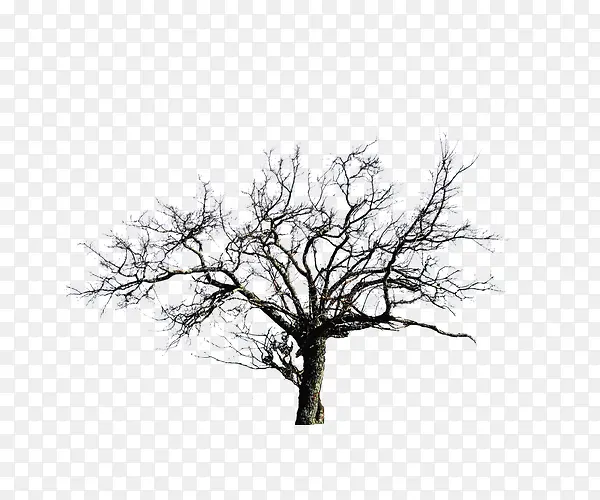 ������ľ-������