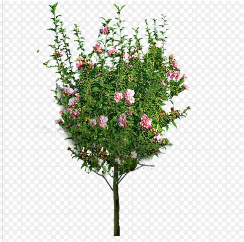 ����-������