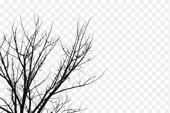 ����֦-������