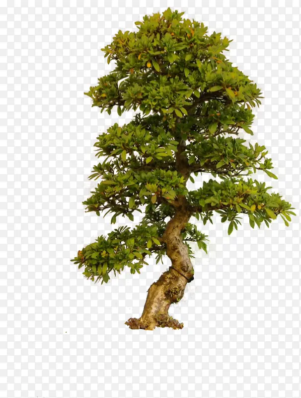 ���� ��ľ �� ����-������