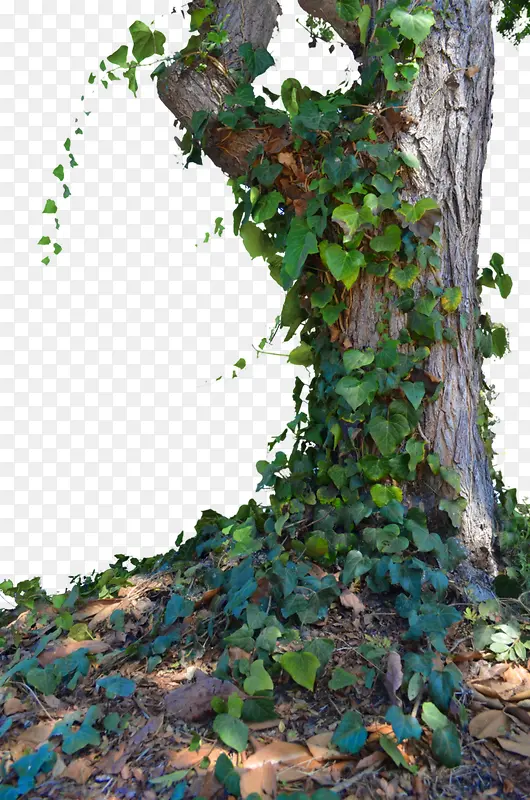 ���� ��ľ �� ����-������