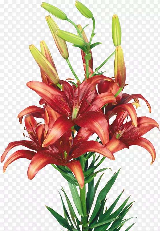 �ٺϲ廨����-����-������