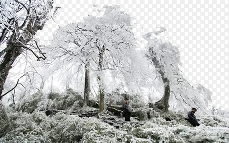 ѩ��ï��-������