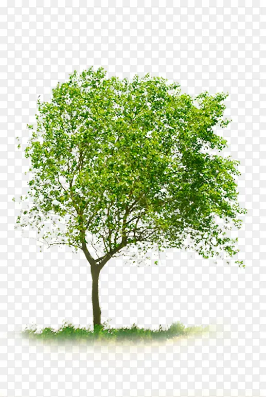 ��ɫ����ҡҷ��֦-������