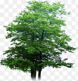 ��ɫ��԰���۴���-������