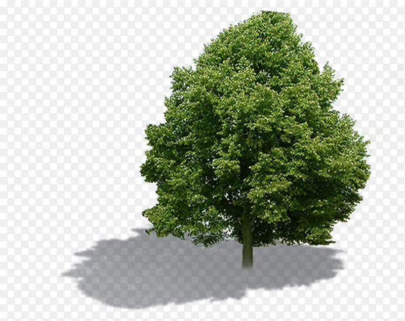 ��ɫ˽��ͥԺ����-������