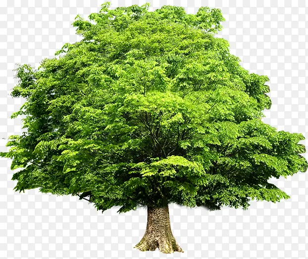 ������ľ���۴���-������