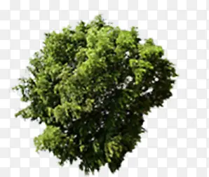 ������ɫ��Ȼ����-������