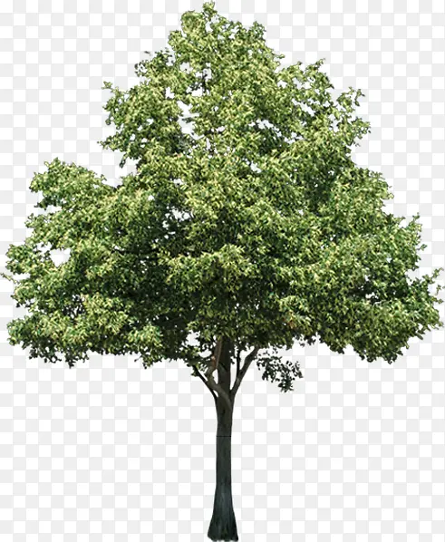 �ֻ滧��ï�ܴ���-������