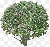 Բ����ɫֲ�����-������