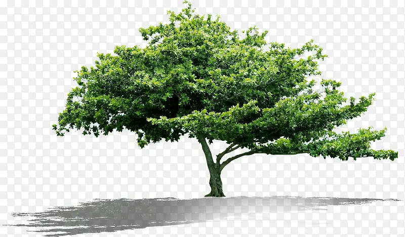 ��ɫ������Ҷ����-������