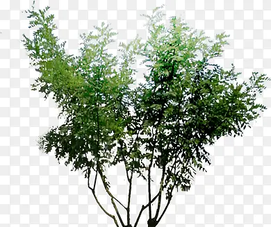 ��ɫֲ����崴�����-������