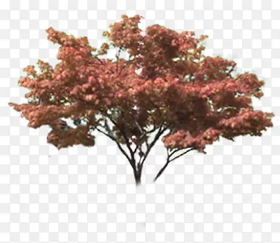 ��ɫС����Ҷ����-������