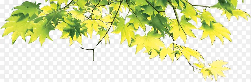 ��ɫ������֦Ψ��-������