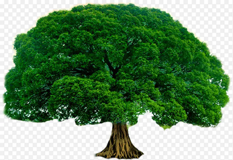 ����ï����ɫ����-������