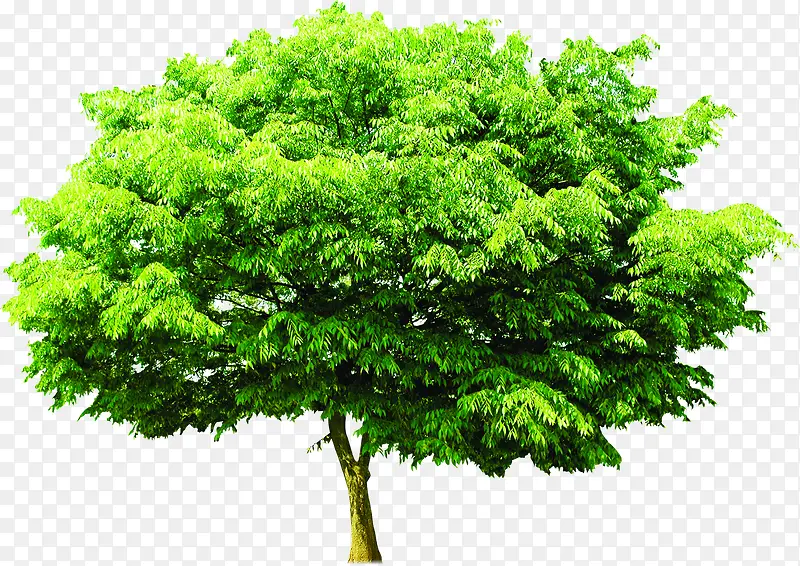 ��������ï�ܴ���-������