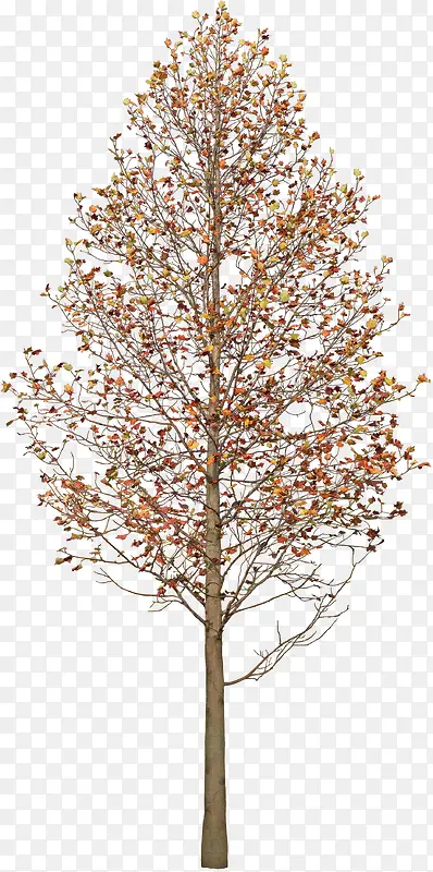 �＾��ɫ��Ҷ����-������