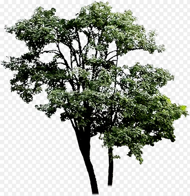 ��������ɽҰ����-������