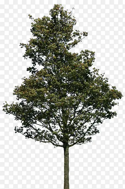 ������Ӱ����Ĵ���-������