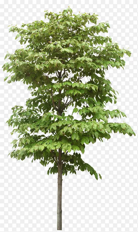 ������Ӱ��ɫ�Ĵ�����Ҷ-������