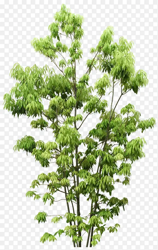 ������Ӱɭ����Ĵ���-������