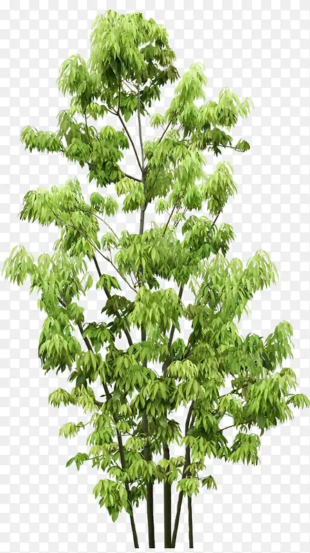 ������Ӱɭ�ֵĴ���-������