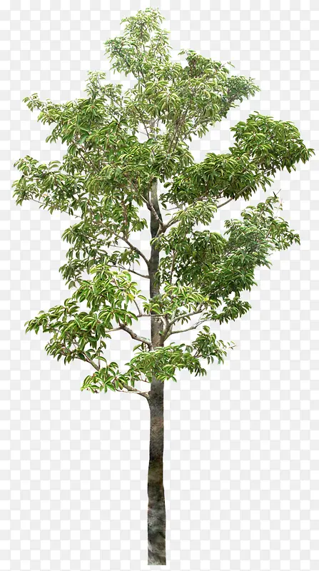 ɭ����Ĵ�����Ӱ-������