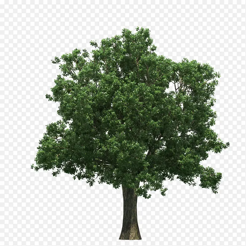 ������ɫ��Ҷ����-������