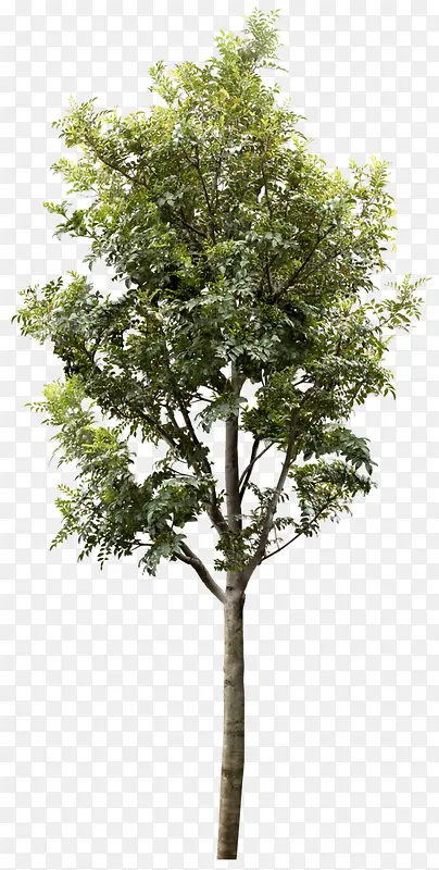 ��ɫ�Ĵ���ֲ����Ӱ-������