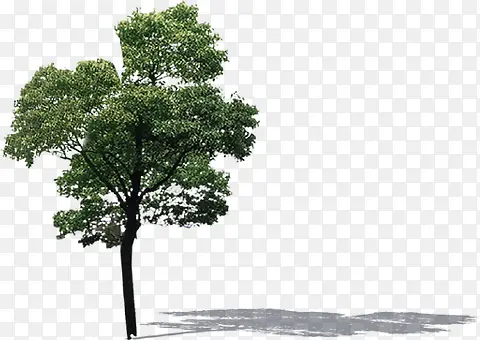 ��ľ��Ӱ��������-������