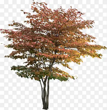 ��ɫ�������۴���-������