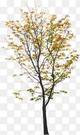 ��ɫ�ﶬ�������-������