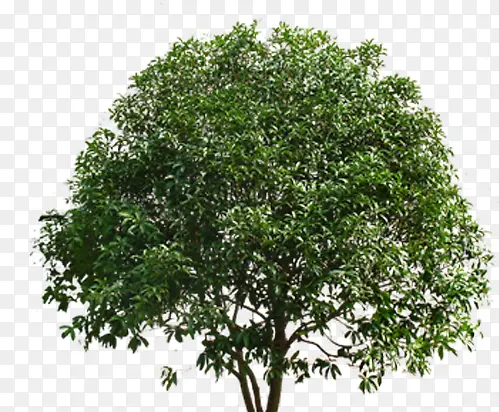 ��ɫ���������Ӱ-������