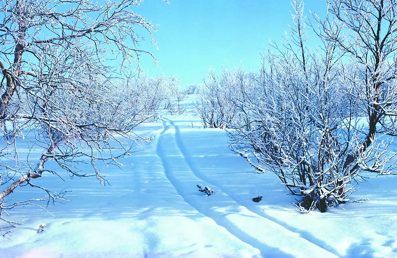 ��ɫ������԰����-������