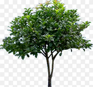 ������Ӱ��Ⱦ��ɫ����-������