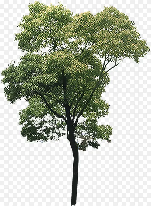 ��̫���µ���ɫ����-������