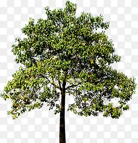 ������Ӱ��ɫ�Ĵ����ݱ�ֲ��-������