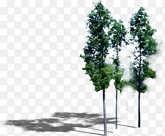 ���������ɫֲ�����-������